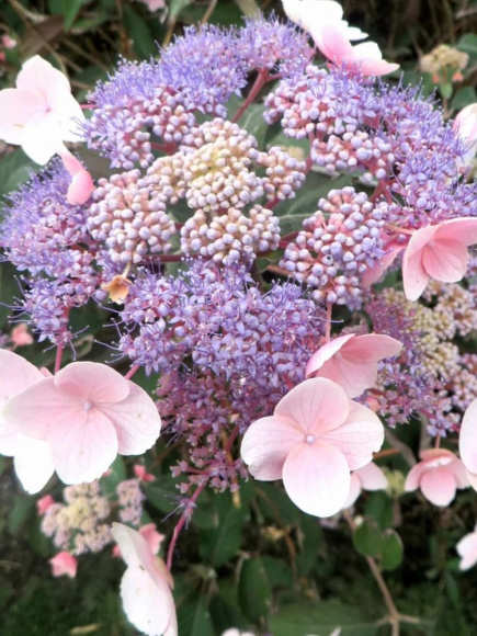 Гортензия Хот Чоколейт (Hot Chocolate) шершавая купить с доставкой