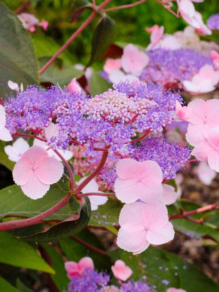 Гортензия Хот Чоколейт (Hot Chocolate) шершавая купить с доставкой
