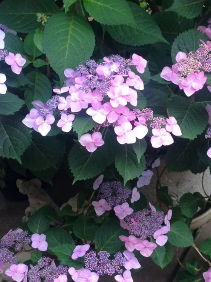 Гортензия Хот Чоколейт (Hot Chocolate) шершавая купить с доставкой