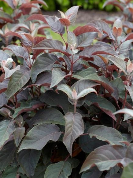 Гортензия Хот Чоколейт (Hot Chocolate) шершавая купить с доставкой