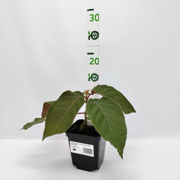 Гортензия Хот Чоколейт (Hot Chocolate) шершавая купить с доставкой Гортензия Хот Чоколейт (Hot Chocolate) шершавая купить с доставкой