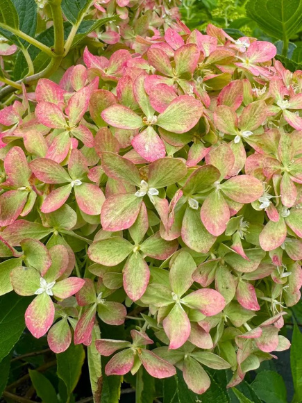 Гортензия Пиксио (Pixio) метельчатая купить с доставкой