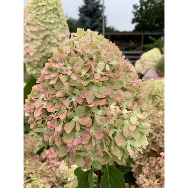 Гортензия Пиксио (Pixio) метельчатая купить в интернет-магазине ...