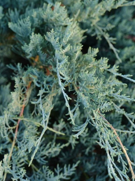 Можжевельник виргинский Грей Оул (Grey Owl) купить с доставкой