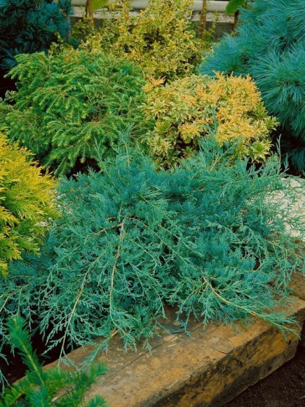 Можжевельник виргинский Грей Оул (Grey Owl) купить с доставкой