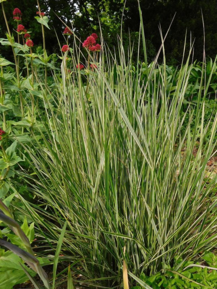 Вейник Овердам (Overdam) купить с доставкой