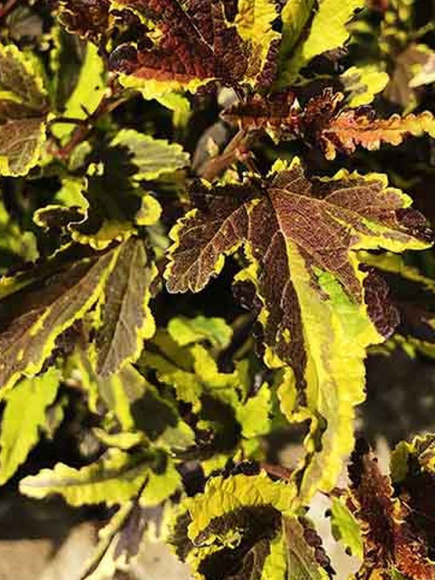 Пузыреплодник Мозаика (Mazaika) купить с доставкой