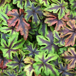 Тиарелла Джиперс Криперс (Jeepers Creepers)