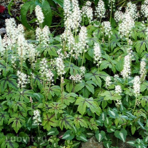 Тиарелла Джиперс Криперс (Jeepers Creepers) купить с доставкой Тиарелла Джиперс Криперс (Jeepers Creepers) купить с доставкой