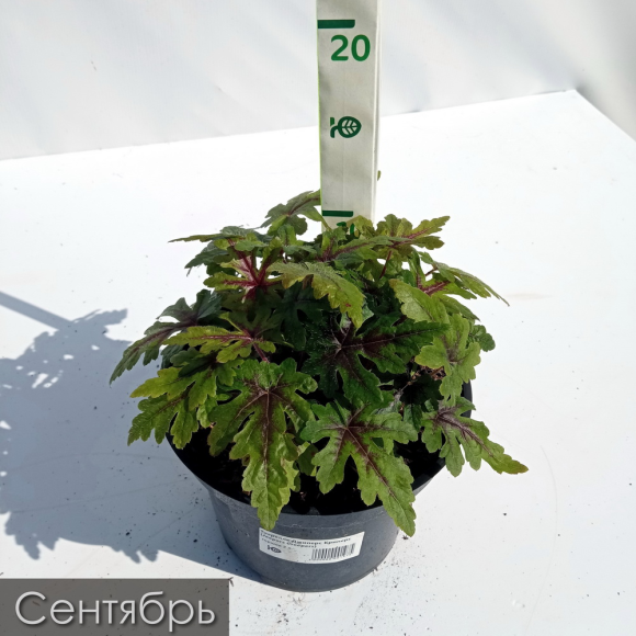 Тиарелла Джиперс Криперс (Jeepers Creepers) купить с доставкой Тиарелла Джиперс Криперс (Jeepers Creepers) купить с доставкой