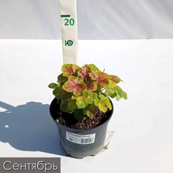 Гейхера Миракл (Miracle) купить с доставкой