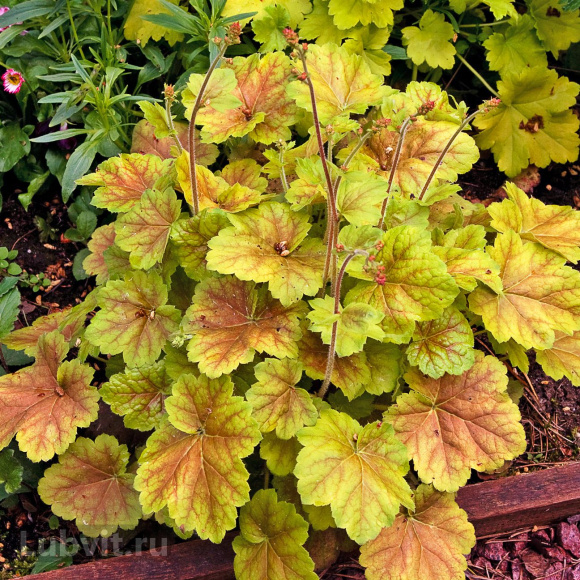 Гейхера Миракл (Miracle) купить с доставкой