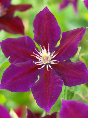 Клематис Юлька (Julka)