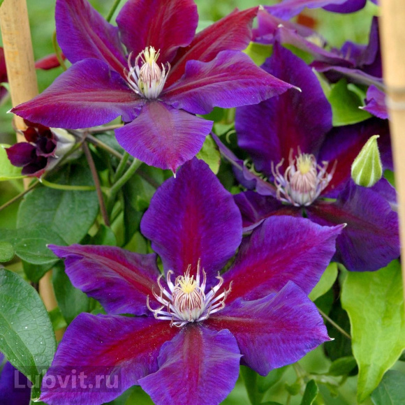 Клематис Юлька (Julka) купить с доставкой Клематис Юлька (Julka) купить с доставкой