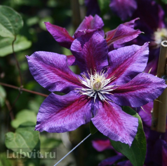 Клематис Юлька (Julka) купить с доставкой Клематис Юлька (Julka) купить с доставкой