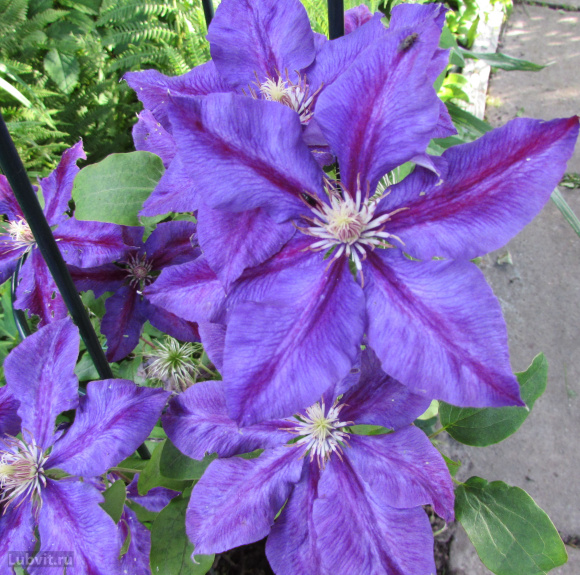 Клематис Юлька (Julka) купить с доставкой Клематис Юлька (Julka) купить с доставкой