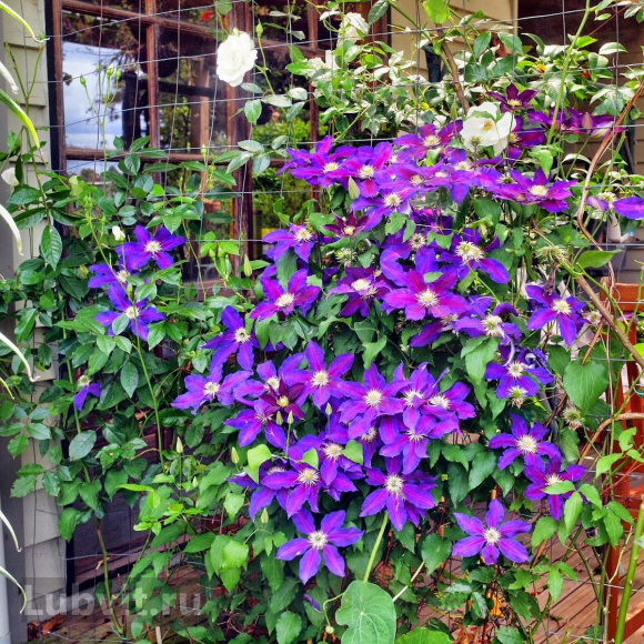 Клематис Юлька (Julka) купить с доставкой Клематис Юлька (Julka) купить с доставкой
