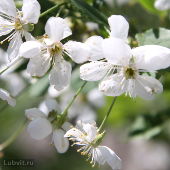 Вишня Волочаевка купить с доставкой Вишня Волочаевка купить с доставкой