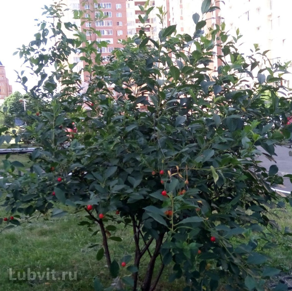 Вишня Волочаевка купить с доставкой Вишня Волочаевка купить с доставкой