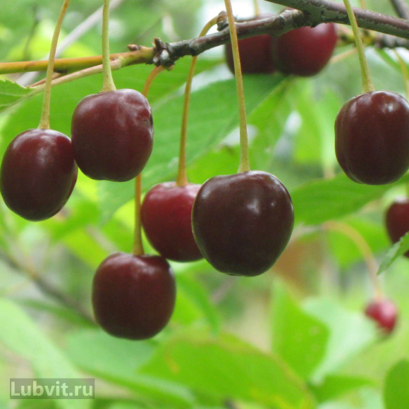 Вишня Волочаевка купить с доставкой Вишня Волочаевка купить с доставкой