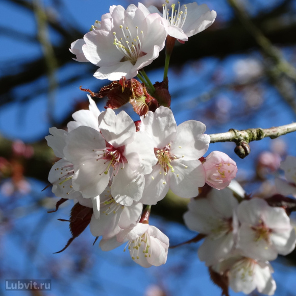 Вишня Волочаевка купить с доставкой Вишня Волочаевка купить с доставкой