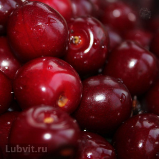 Вишня Волочаевка