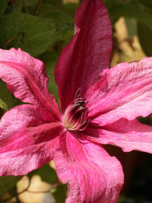 Клематис Барбара (Barbara)