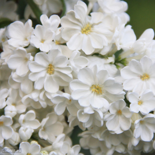 Сирень Рочестер (Rochester)