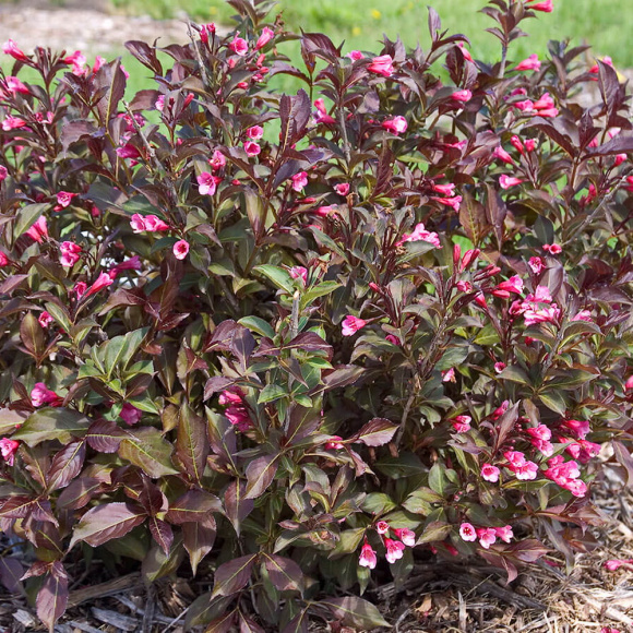 Вейгела Александра (Alexandra) купить с доставкой Вейгела Александра (Alexandra) купить с доставкой