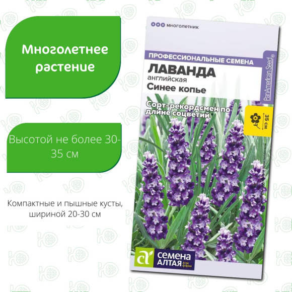 Лаванда Синее копье узколистная [Семена алтая] купить с доставкой