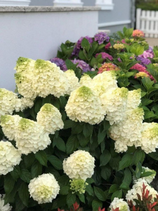 Гортензия Мэджикал Маттерхорн (Magical Matterhorn) метельчатая