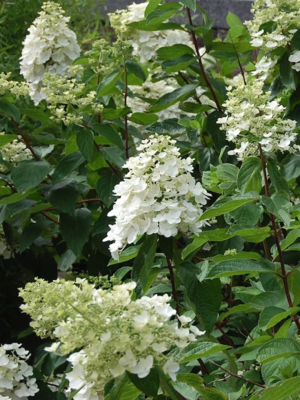 Гортензия Киушу (Kyushu) метельчатая купить с доставкой