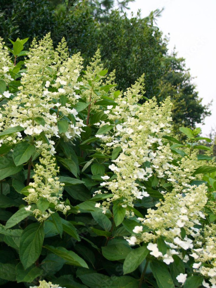 Гортензия Киушу (Kyushu) метельчатая купить с доставкой