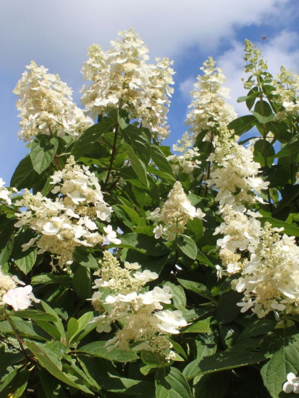 Гортензия Киушу (Kyushu) метельчатая купить с доставкой