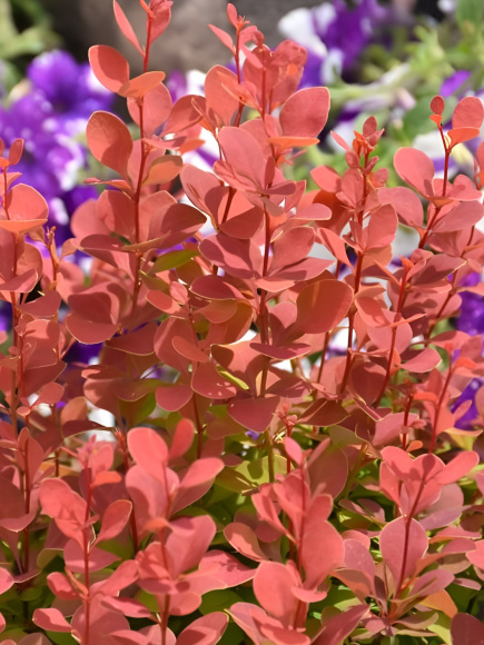 Барбарис Оранж Рокет (Orange Rocket) купить с доставкой