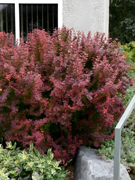 Барбарис Оранж Рокет (Orange Rocket) купить с доставкой