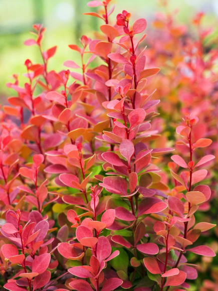 Барбарис Оранж Рокет (Orange Rocket) купить с доставкой