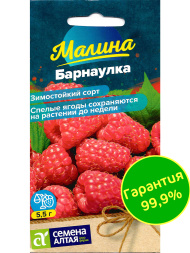 Малина Барнаулка красная [Семена алтая]