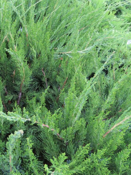 Можжевельник средний Минт Джулеп (Mint Julep) купить с доставкой