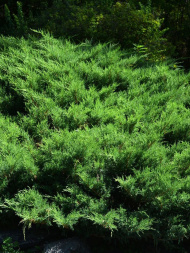 Можжевельник средний Минт Джулеп (Mint Julep) Можжевельник средний Минт Джулеп (Mint Julep)