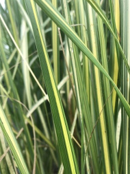 Вейник Ингланд (England)