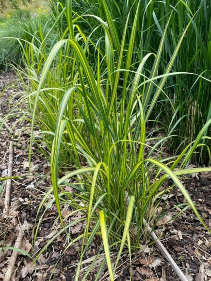 Вейник Ингланд (England) купить с доставкой
