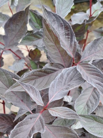 Дерен Найтфолл (Nightfall) купить с доставкой