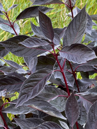 Дерен Найтфолл (Nightfall)