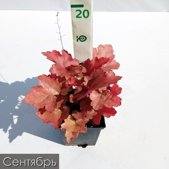 Гейхера Пенелопа (Penelope) купить с доставкой