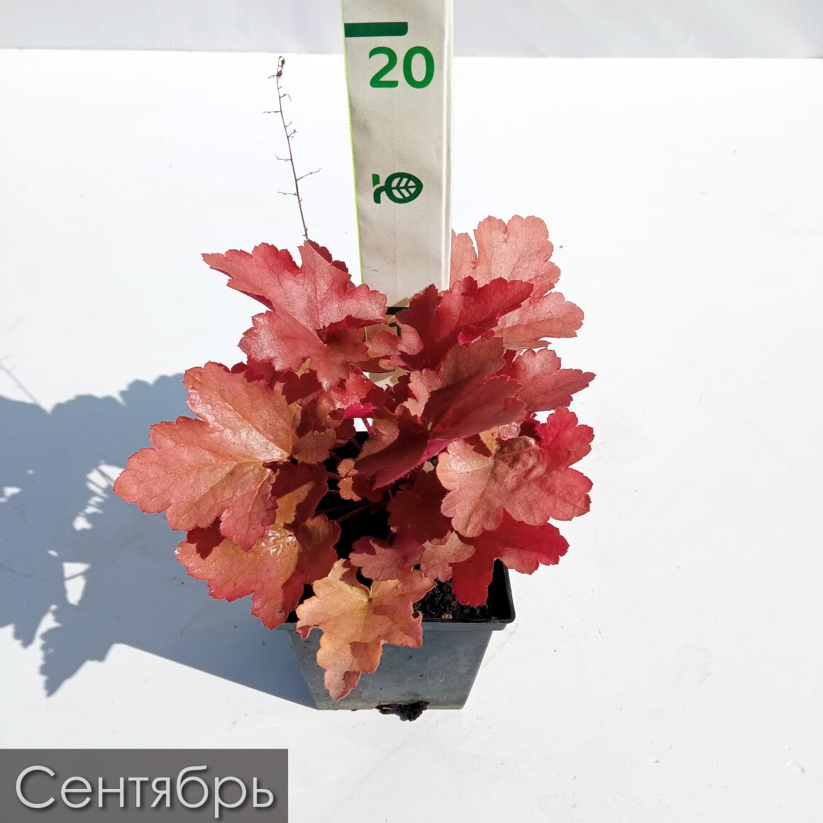 Generische Penegra