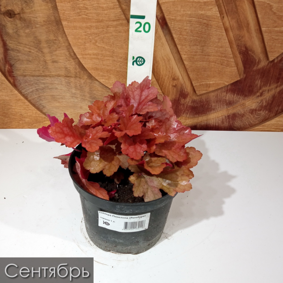 Гейхера Пенелопа (Penelope) купить с доставкой