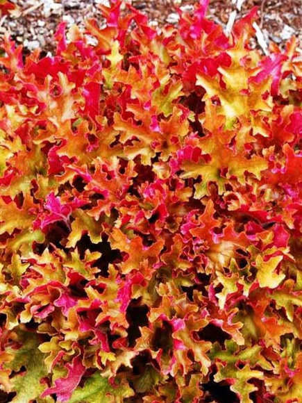 Гейхера Зиппер (Zipper) купить с доставкой