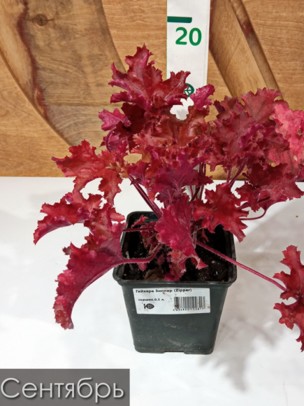 Гейхера Зиппер (Zipper) купить с доставкой