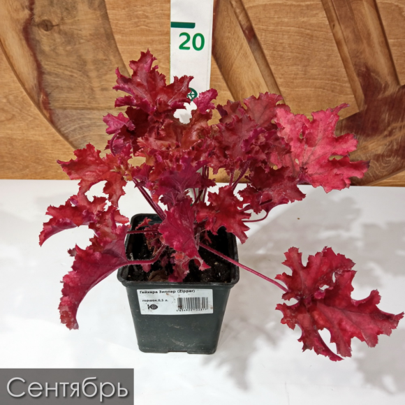 Гейхера Зиппер (Zipper) купить с доставкой Гейхера Зиппер (Zipper) купить с доставкой